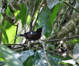 Dot-winged Antwren - Microrhopias quixensis