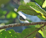 Choco Tyrannulet - Zimmerius albigularis