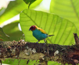 Bay-headed Tanager - Tangara gyrola