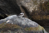 Torrent Tyrannulet - Serpophaga cinerea