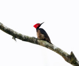 Guayaquil Woodpecker - Campephilus gayaquilensis (male)