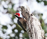 Guayaquil Woodpecker - Campephilus gayaquilensis (female)