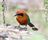 Rufous Motmot - Baryphthengus martii