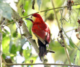 Crimson-mantled Woodpecker - Colaptes rivolii