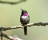 Purple-throated Woodstar - Calliphlox mitchellii