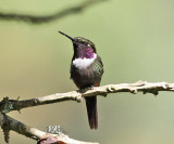 Purple-throated Woodstar - Calliphlox mitchellii