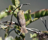 Yellow-bellied Seedeater - Sporophila nigricollis