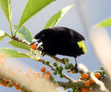 Lemon-rumped Tanager - Ramphocelus icteronotus