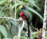 Masked Trogon - Trogon personatus