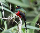 Masked Trogon - Trogon personatus