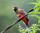 Masked Trogon - Trogon personatus