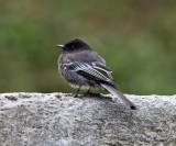 Black Phoebe - Sayornis nigricans
