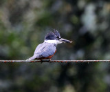 Ringed Kingfisher - Megaceryle torquata