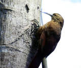 Strong-billed Woodcreeper - Xiphocolaptes promeropirhynchus