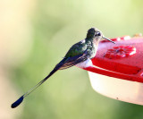 Booted Racket-tail - Ocreatus underwoodii