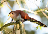 Squirrel Cuckoo - Piaya cayana