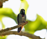Purple-bibbed Whitetip - Urosticte benjamini
