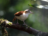 Pacific Hornero - Furnarius cinnamomeus