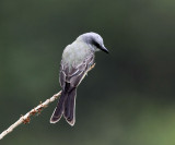 Tropical kingbird - Tyrannus melancholicus
