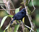 Scrub Blackbird - Dives warszewiczi