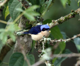 Fawn-breasted Tanager - Pipraeidea melanonota