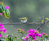 Guira Tanager - Hemithraupis guira