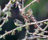 Yellow-bellied Seedeater - Sporophila nigricollis