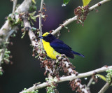 Thick-billed Euphonia - Euphonia laniirostris