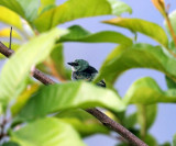 Blue-necked Tanager - Tangara cyanicollis