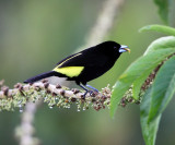 Lemon-rumped Tanager - Ramphocelus icteronotus