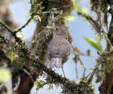 Ecuadorian Thrush - Turdus maculirostris