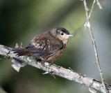 House Wren - Troglodytes aedon