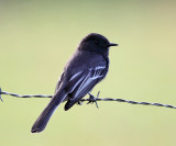 Black Phoebe - Sayornis nigricans
