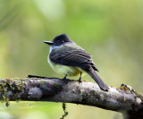 Dusky-capped Flycatcher - Myiarchus tuberculifer