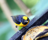 Orange-bellied Euphonia - Euphonia xanthogaster