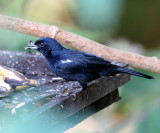 White-lined Tanager - Tachyphonus rufus