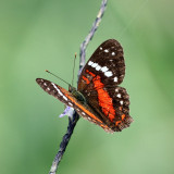 Coolie - Anartia amathea