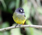 Ornate Flycatcher - Myiotriccus ornatus