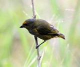 Orange-bellied Euphonia - Euphonia xanthogaster (female)