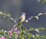 Piratic Flycatcher - Legatus leucophaius