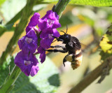 Belted Orchid Bee - Eulaema cingulata