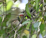 Red-headed Barbet - Eubucco bourcierii