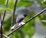 Slate-throated Whitestart - Myioborus miniatus