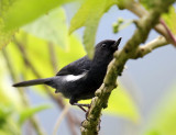 White-sided Flowerpiercer - Diglossa albilatera