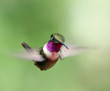 Purple-throated Woodstar - Calliphlox mitchellii