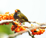 Orange-bellied Euphonia - Euphonia xanthogaster (female)