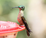 Fawn-breasted Brilliant - Heliodoxa rubinoides