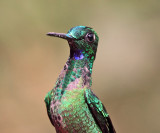 Green-crowned Brilliant - Heliodoxa jacula