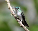 Andean Emerald - Amazilia franciae