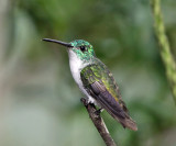 Andean Emerald - Amazilia franciae